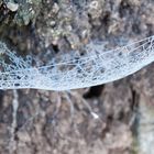 Eisige Spinnenhängematte