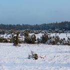 Eisige Stille im Wachholderwald