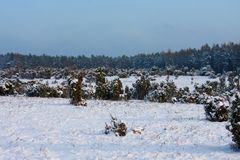 Eisige Stille im Wachholderwald