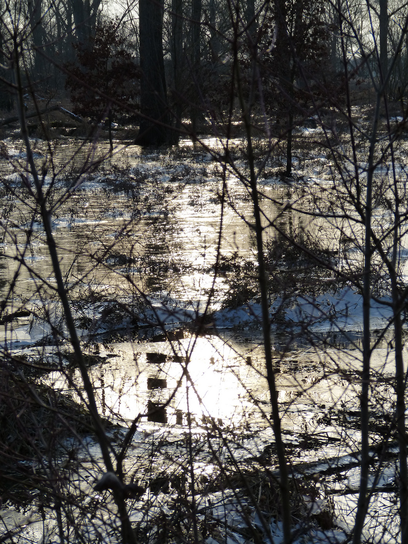 eisige Temperaturen im Auwald