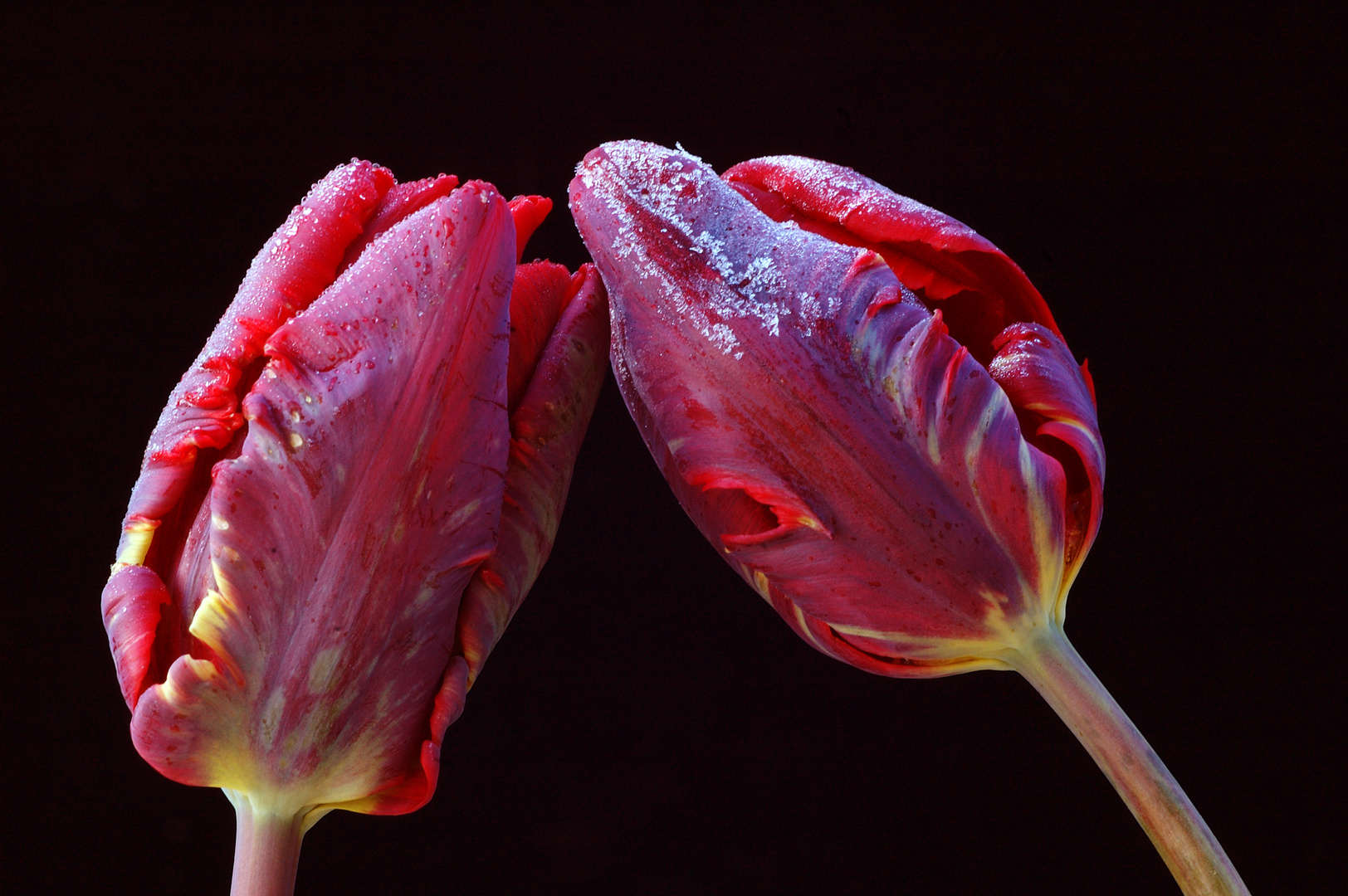 Eisige Tulpen