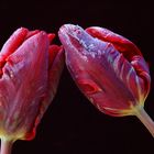 Eisige Tulpen
