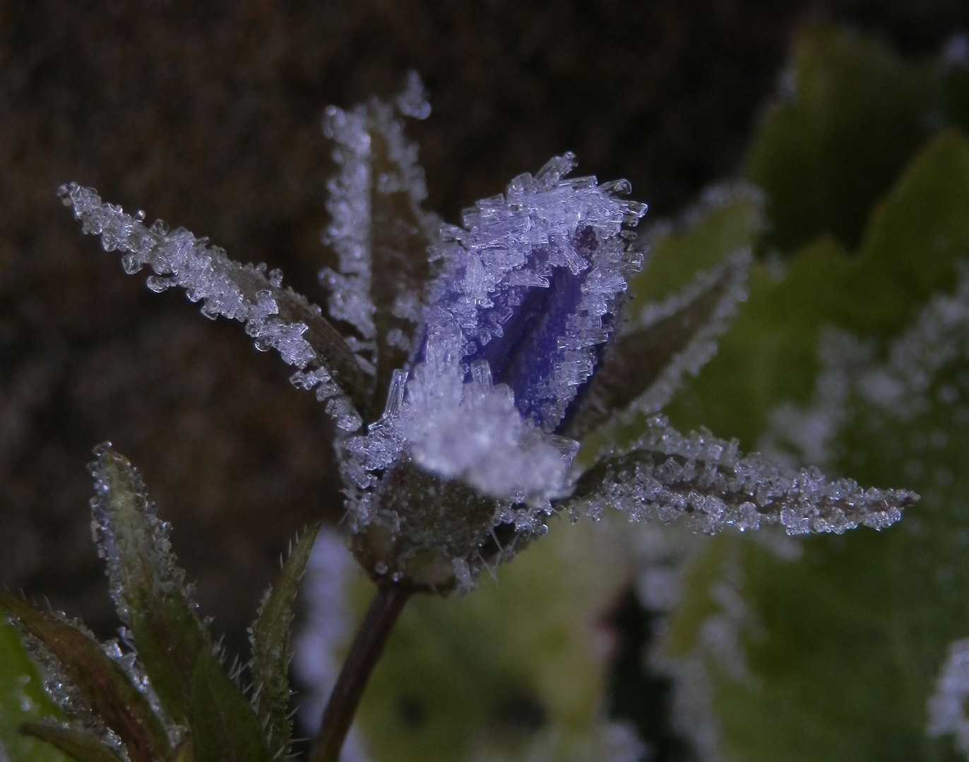 Eisige Zeiten - Eiskristallbildungen wenig unter dem Gefrierpunkt