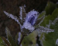 Eisige Zeiten - Eiskristallbildungen wenig unter dem Gefrierpunkt