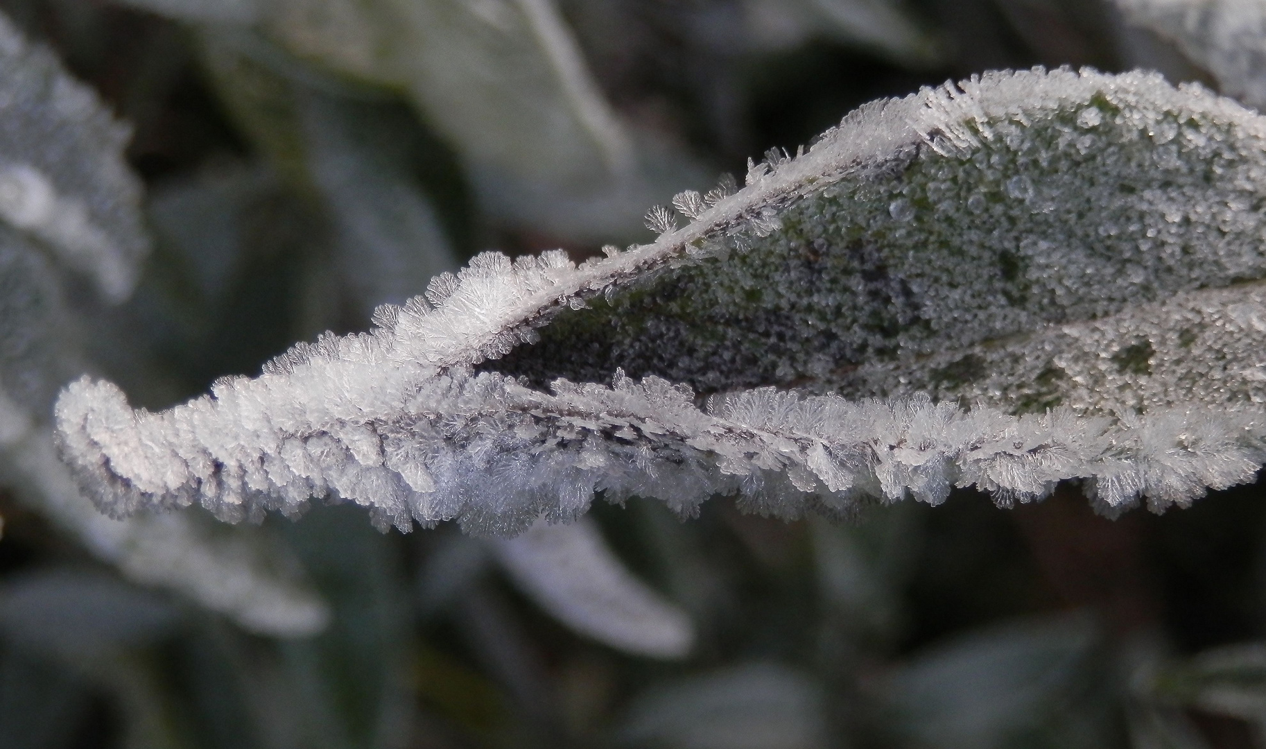 Eisige Zeiten - Eiskristallbildungen wenig unter dem Gefrierpunkt