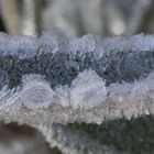 Eisige Zeiten - Eiskristallbildungen wenig unter dem Gefrierpunkt