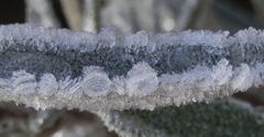 Eisige Zeiten - Eiskristallbildungen wenig unter dem Gefrierpunkt