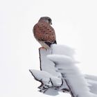 Eisiger Ansitz - Turmfalke (Falco tinnunculus) , Männchen