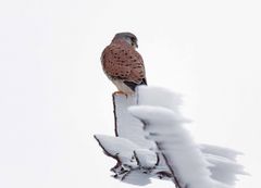 Eisiger Ansitz - Turmfalke (Falco tinnunculus) , Männchen