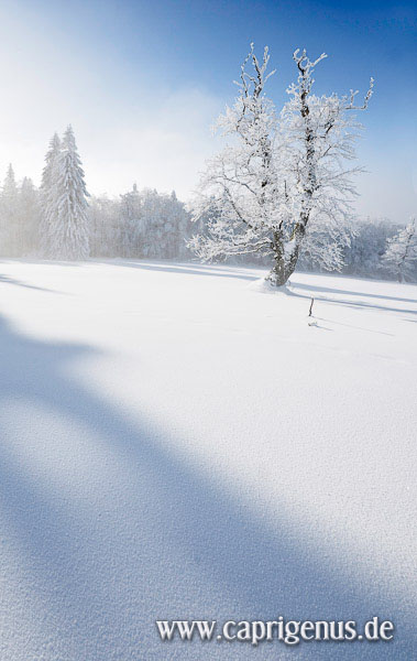 Eisiger Baum Hochschachten, Bayerischer Wald