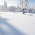 Eisiger Baum Hochschachten, Bayerischer Wald