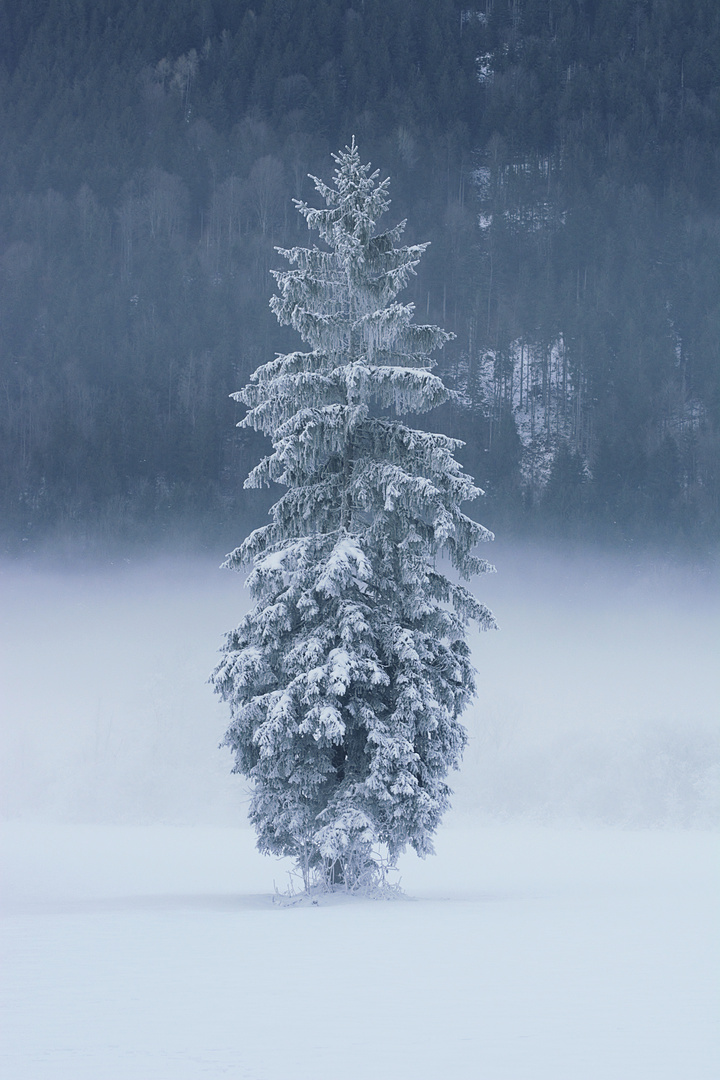 Eisiger Baum im Ettal 