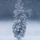 Eisiger Baum im Ettal 