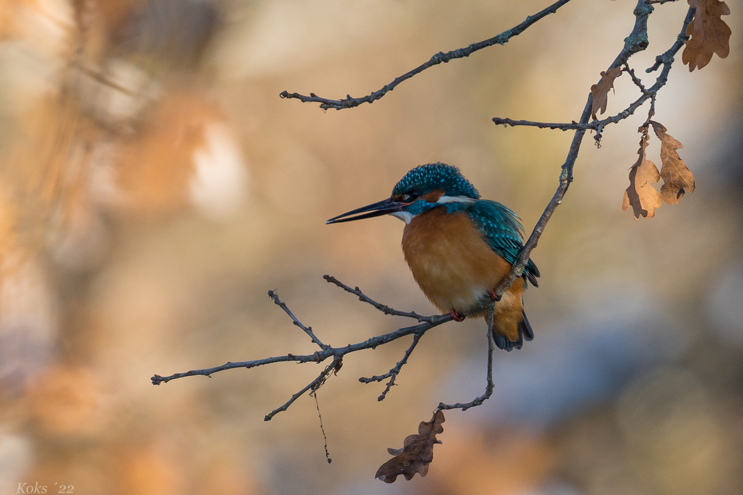 Eisiger Eisvogel