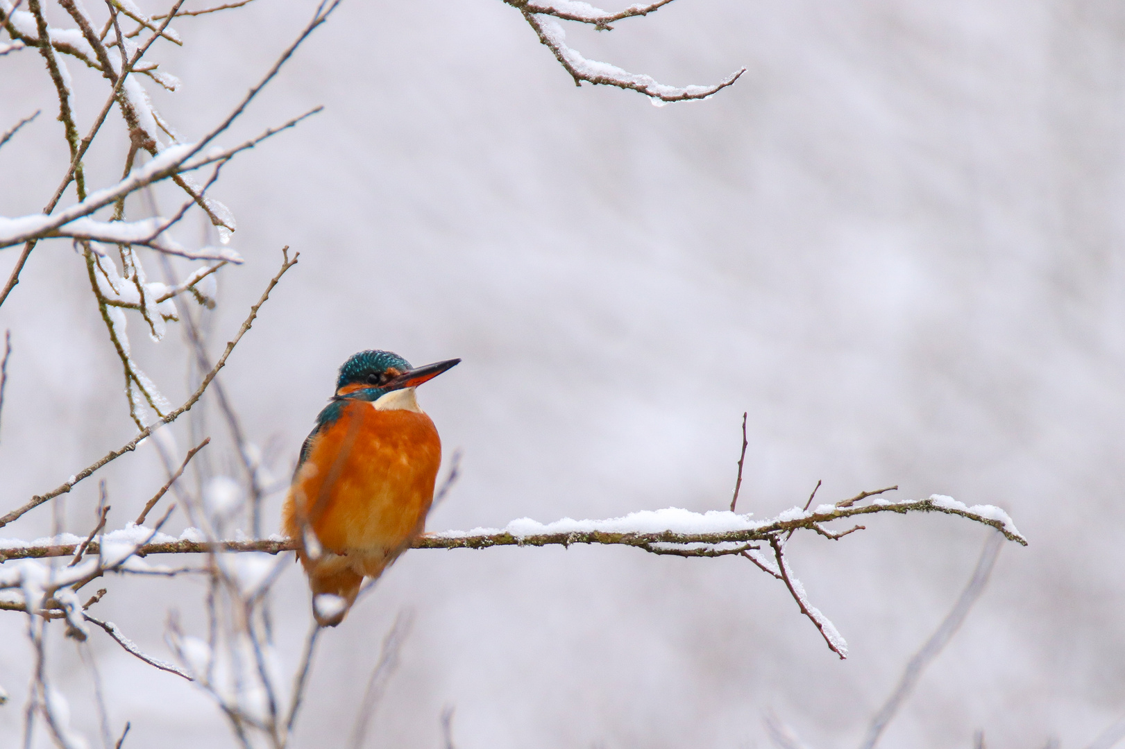 Eisiger Eisvogel auf Eis