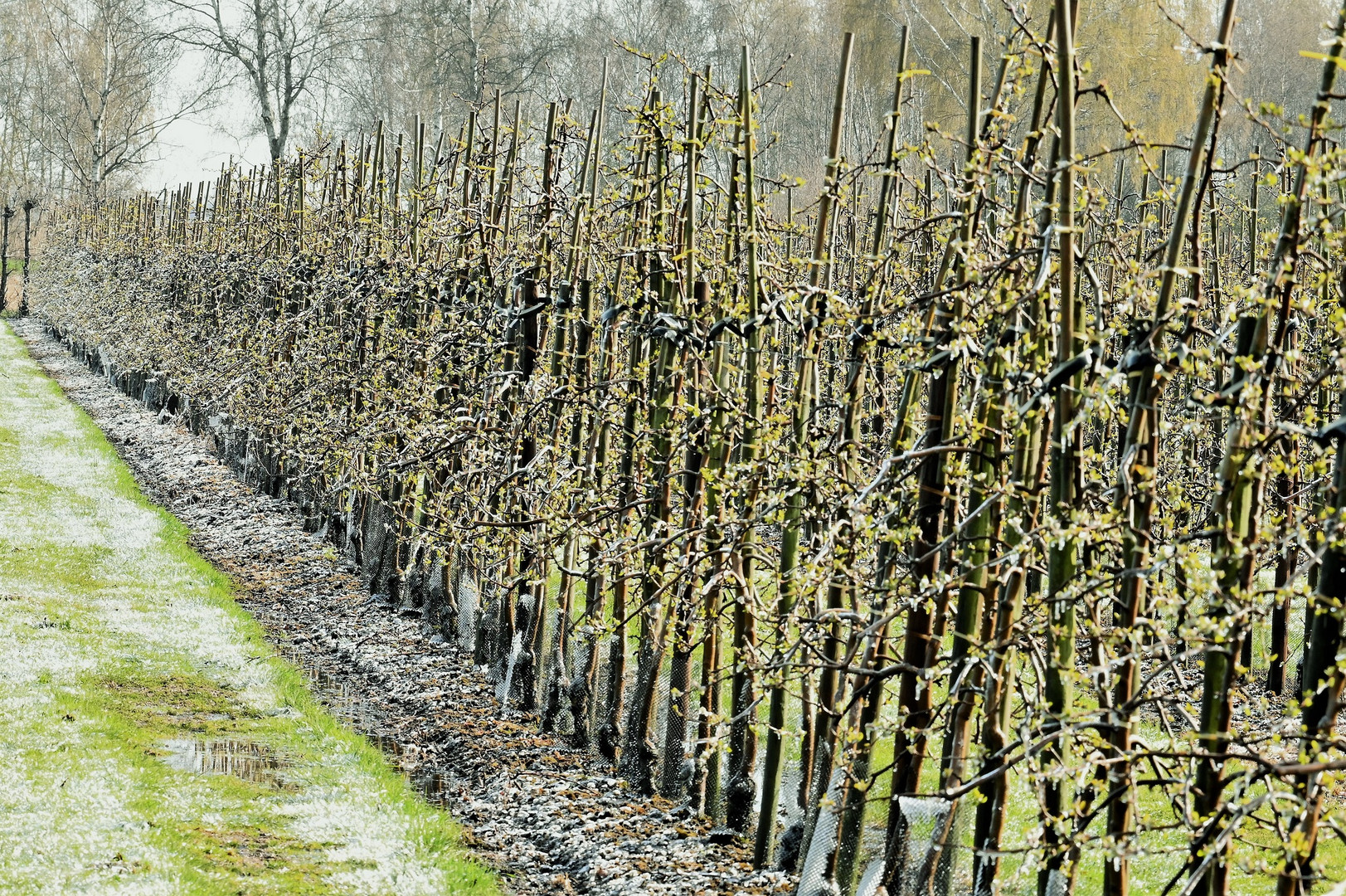 Eisiger Frühling