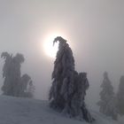 Eisiger Geselle auf dem Rauschberg in der Nähe von Berchtesgaden