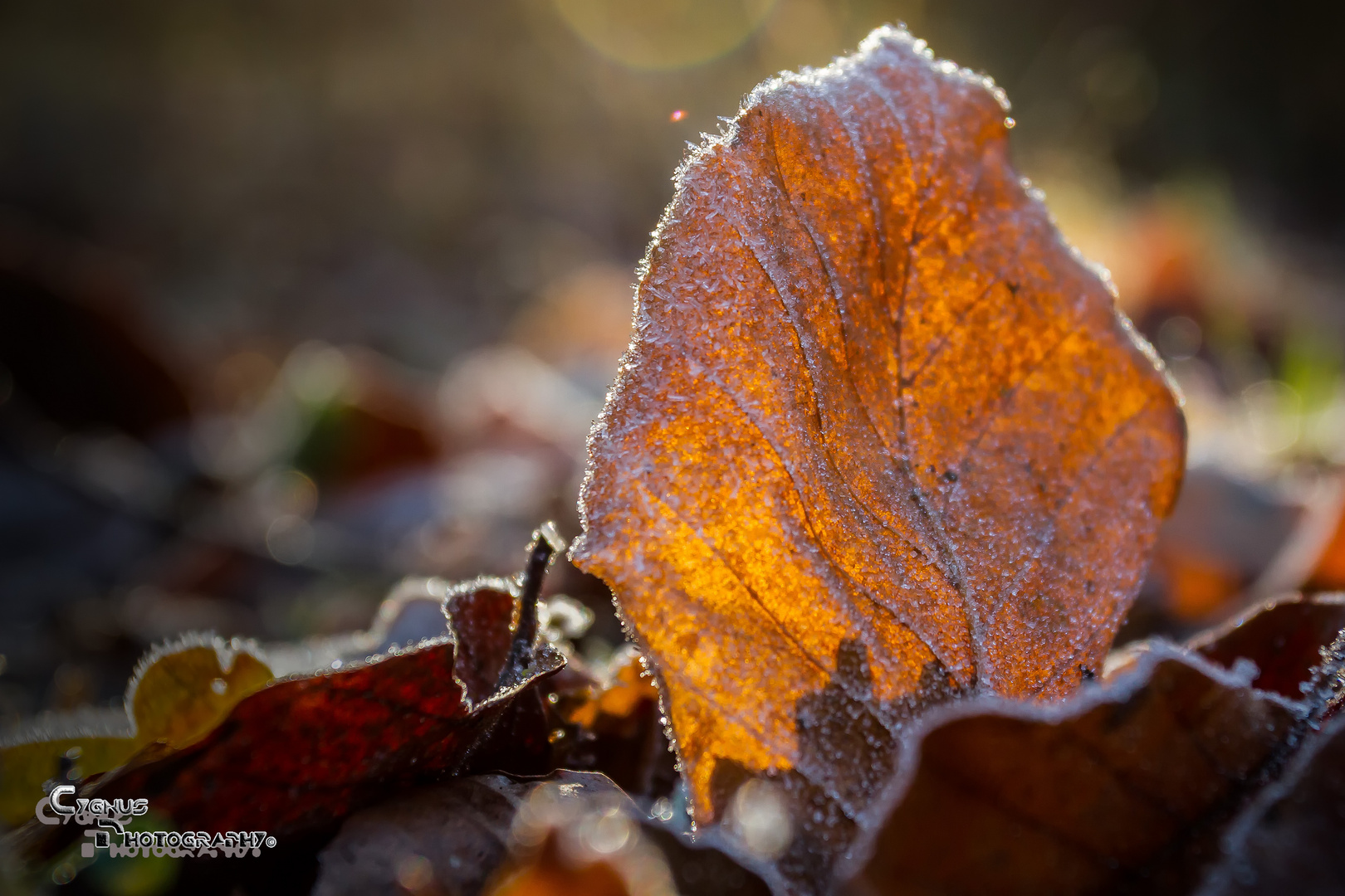 Eisiger Herbst...