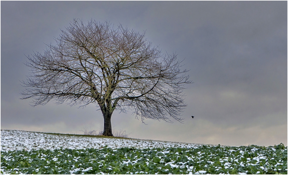 ~ eisiger Januar ~