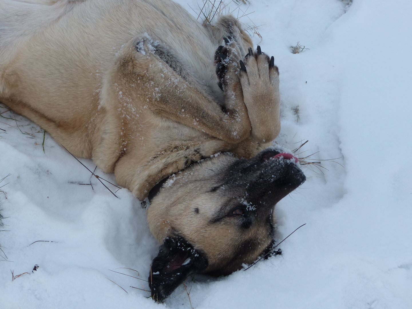 " Eisiger Kangal "