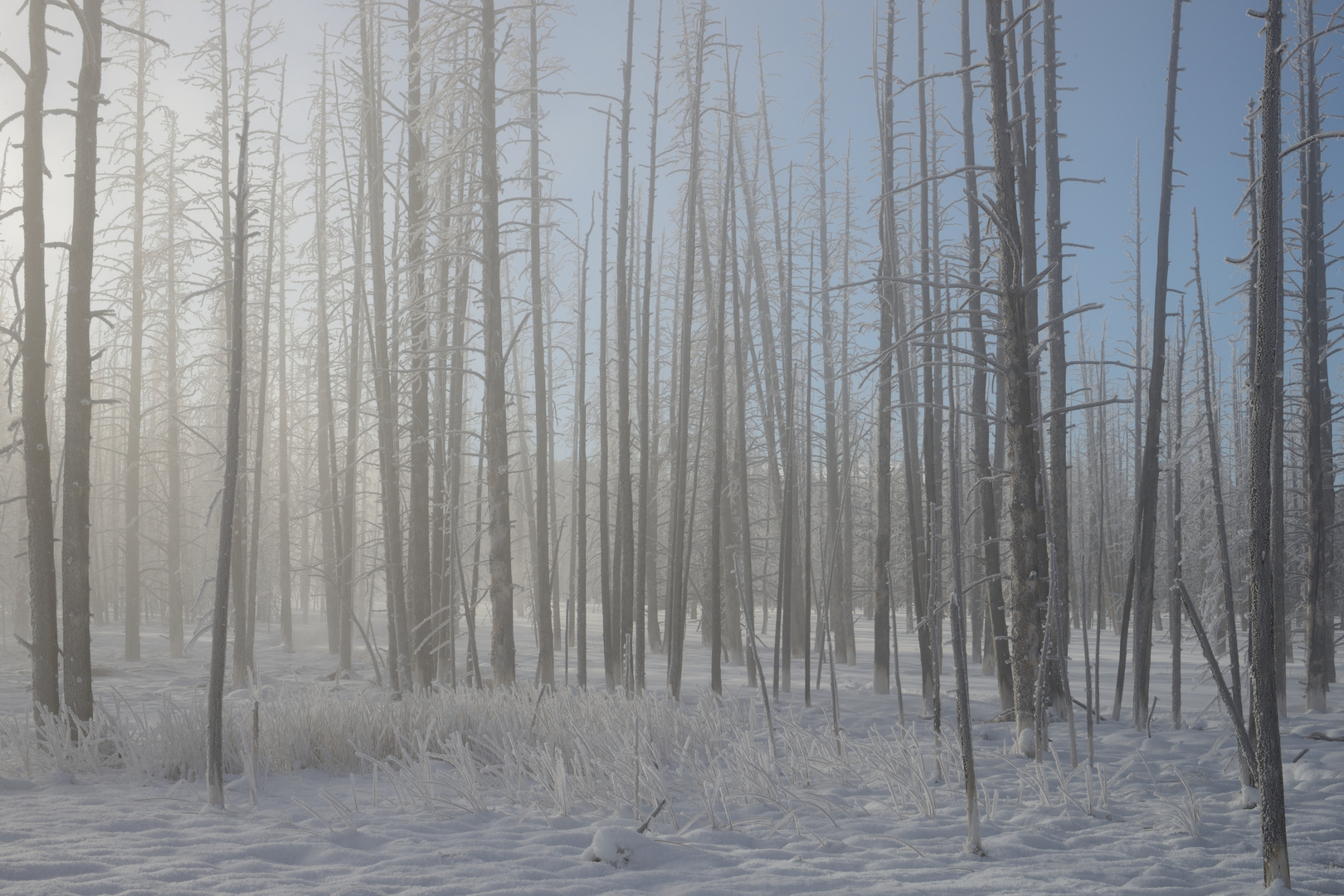 Eisiger Morgen bei "Old Faithful" im Yellowstone Nationalpark