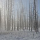 Eisiger Morgen bei "Old Faithful" im Yellowstone Nationalpark