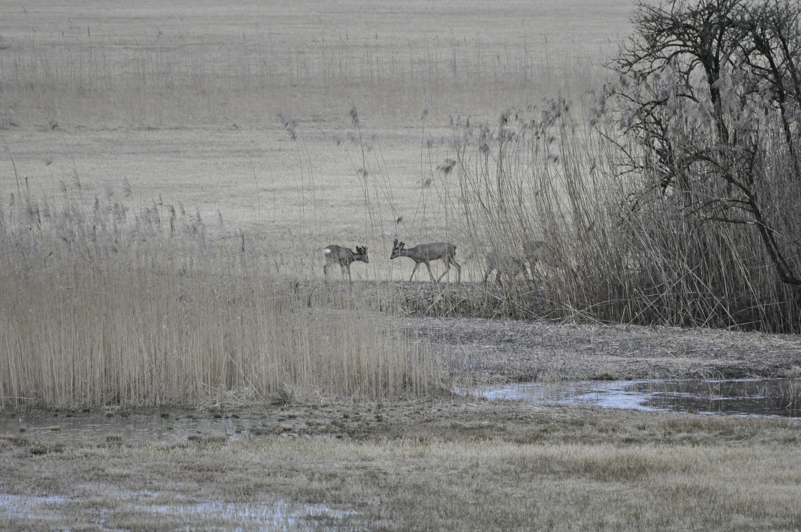 Eisiger Morgen im Kaltbrunner Riet