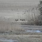 Eisiger Morgen im Kaltbrunner Riet