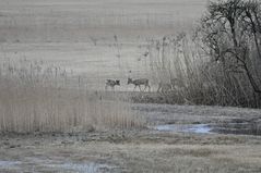 Eisiger Morgen im Kaltbrunner Riet