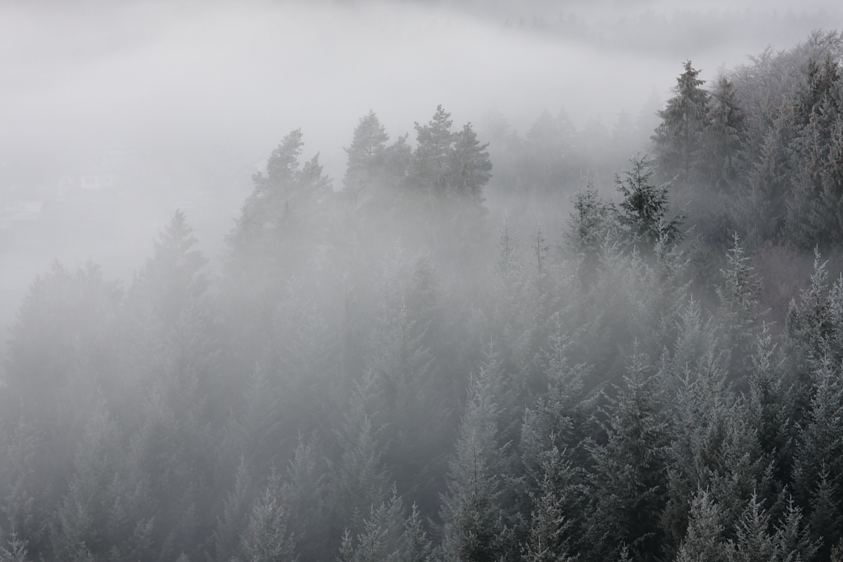 eisiger Morgennebel