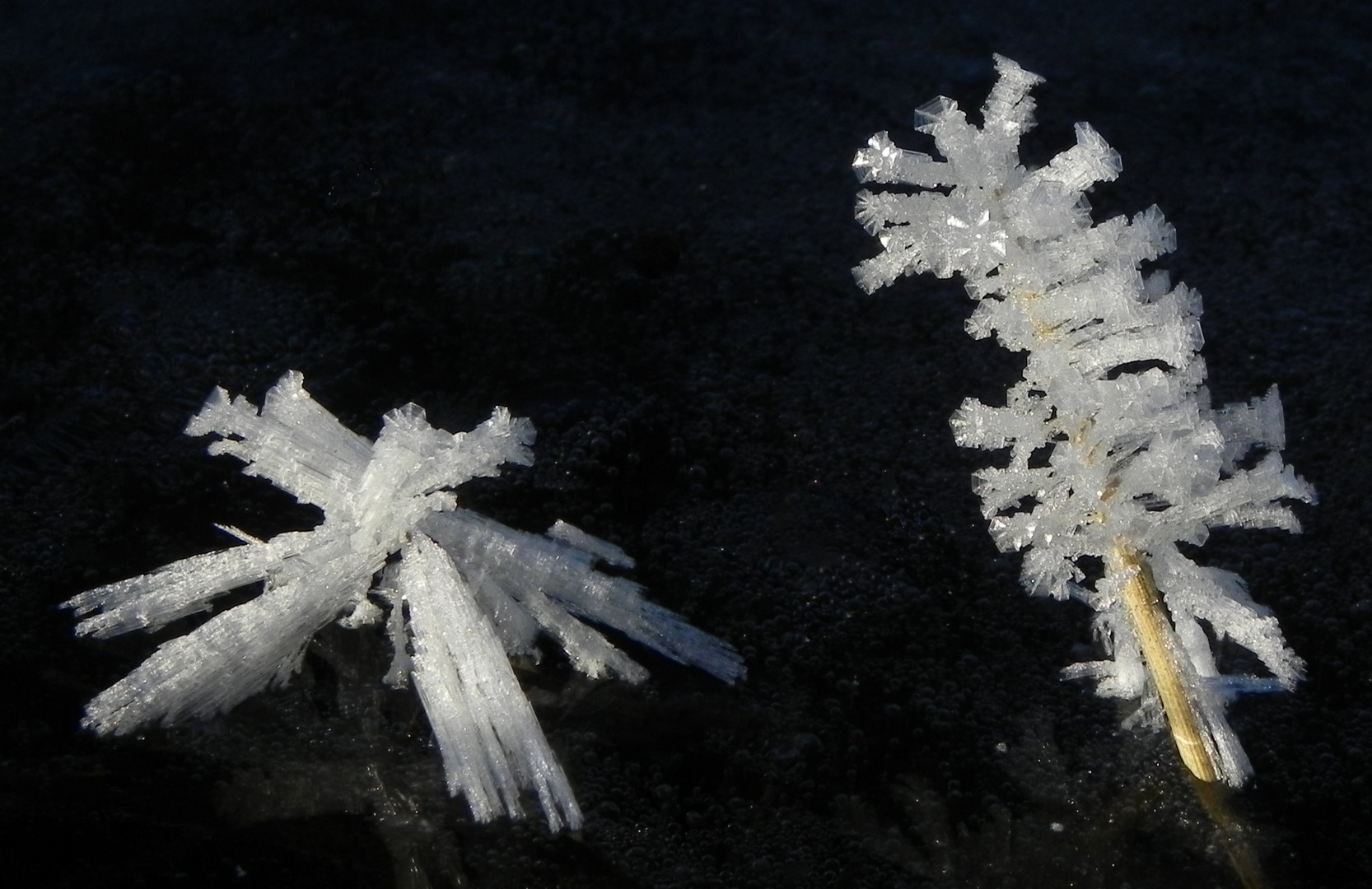 Eisiger Naturschmuck (2)