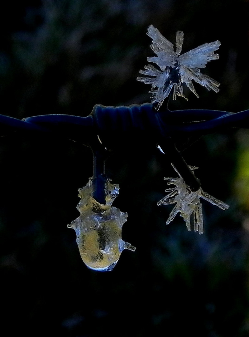 Eisiger Naturschmuck am Stacheldraht