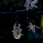 Eisiger Naturschmuck am Stacheldraht