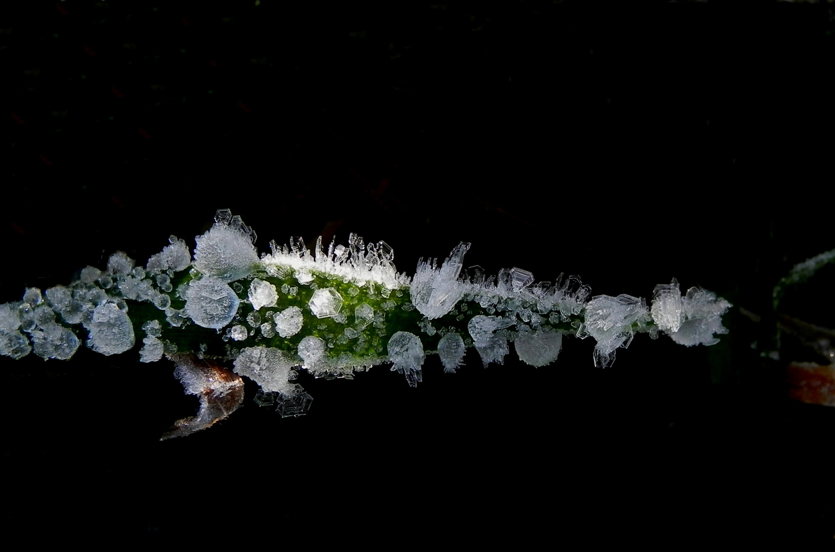 Eisiger Naturschmuck an einem Grashalm