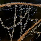 Eisiger Naturschmuck im Spinnennetz