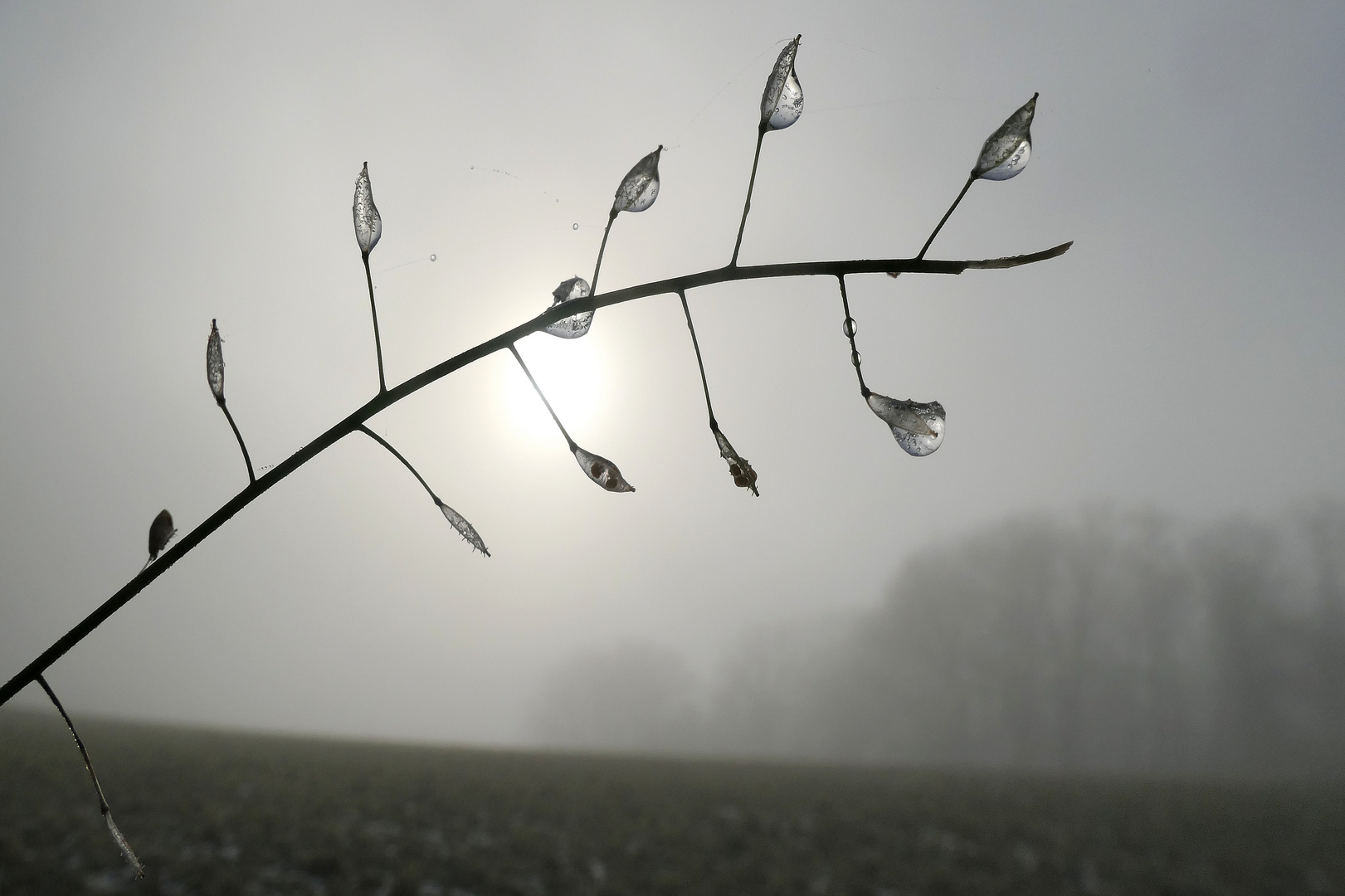 eisiger Nebel