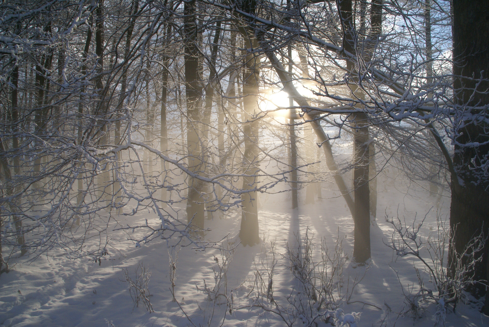 Eisiger Nebel im kleinen Wald