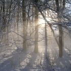 Eisiger Nebel im kleinen Wald