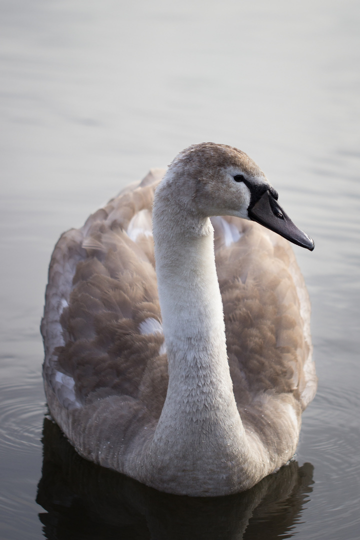 eisiger Schwan