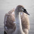 eisiger Schwan