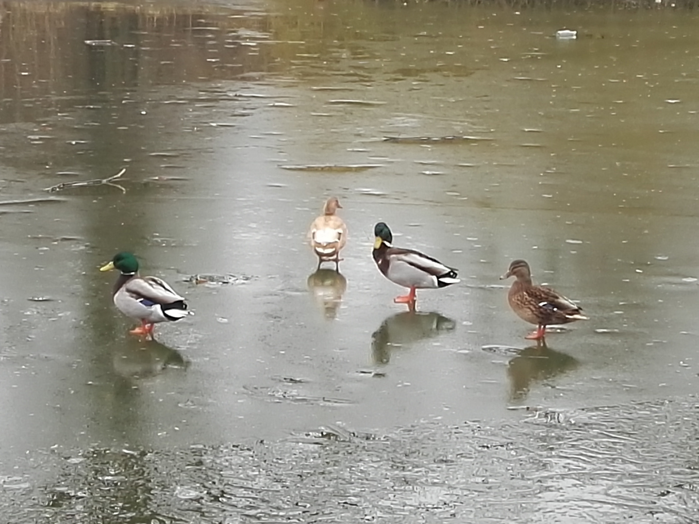 ...eisiger Teich im Morgenlicht