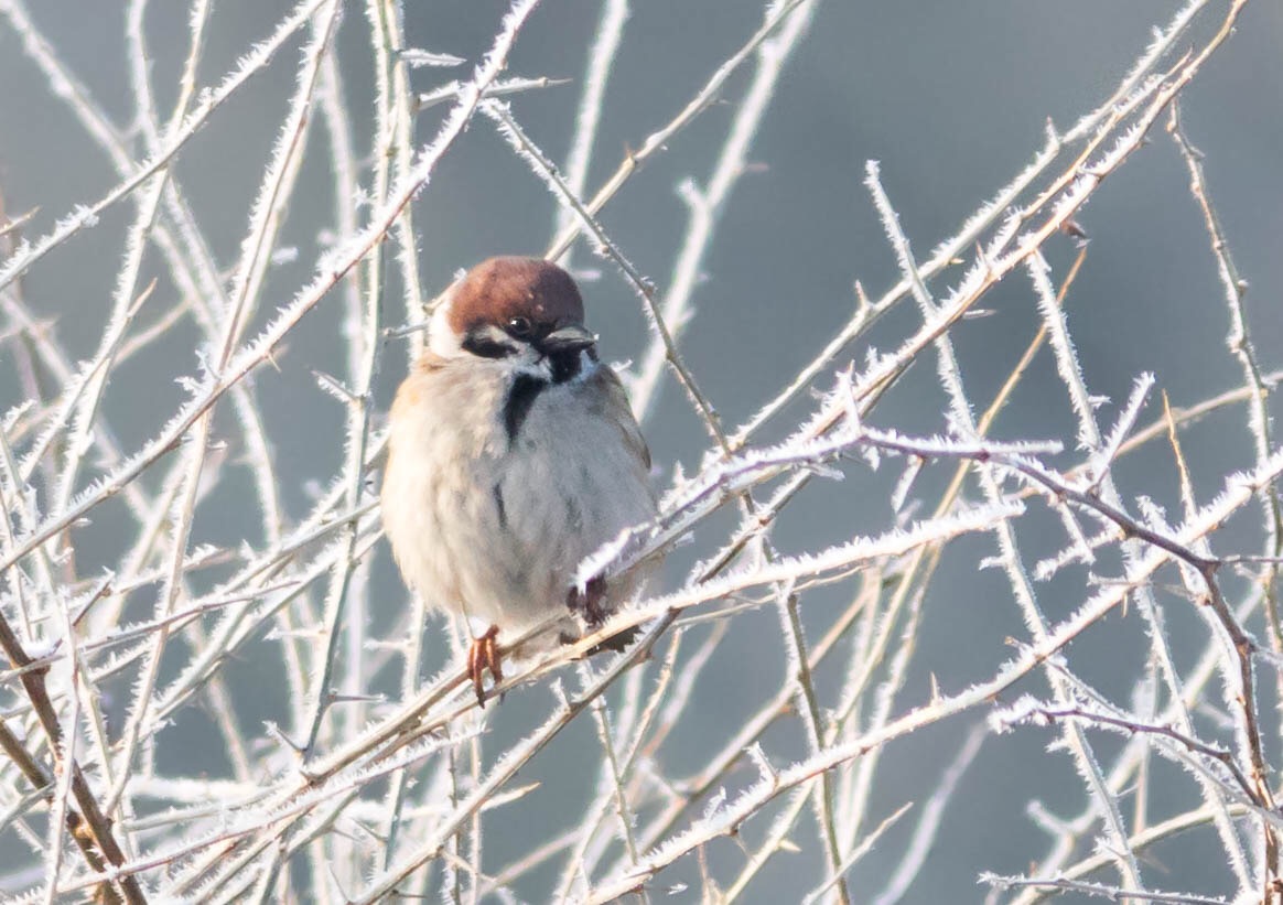 Eisiger Vogel 