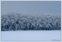 Eisiger Wald