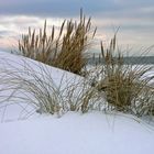 Eisiger Wind in den Dünen von Prerow