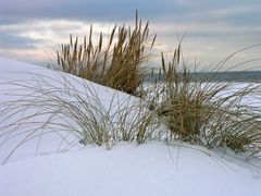 Eisiger Wind in den Dünen von Prerow