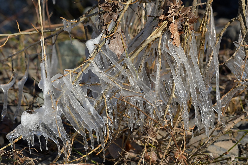 Eisiger Winter in den Rheinauen 01