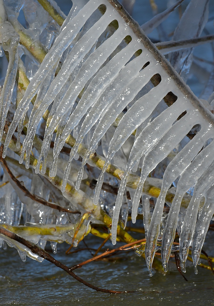 Eisiger Winter in den Rheinauen 02