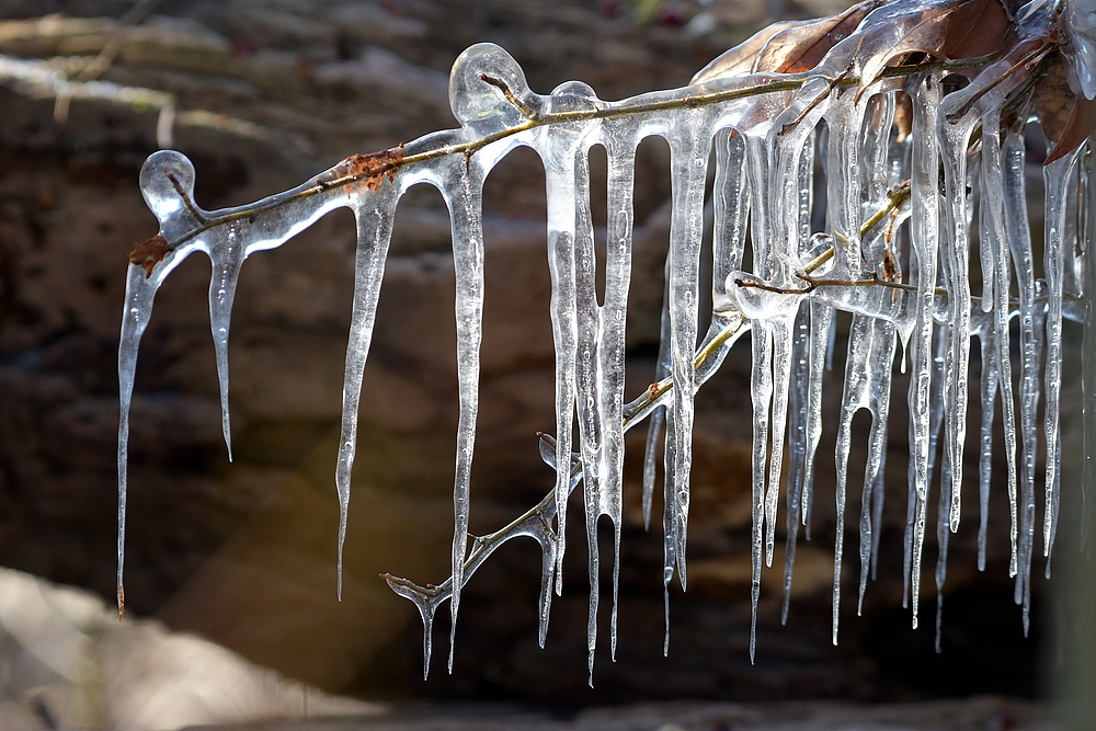 Eisiger Winter in den Rheinauen 03