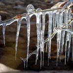 Eisiger Winter in den Rheinauen 03