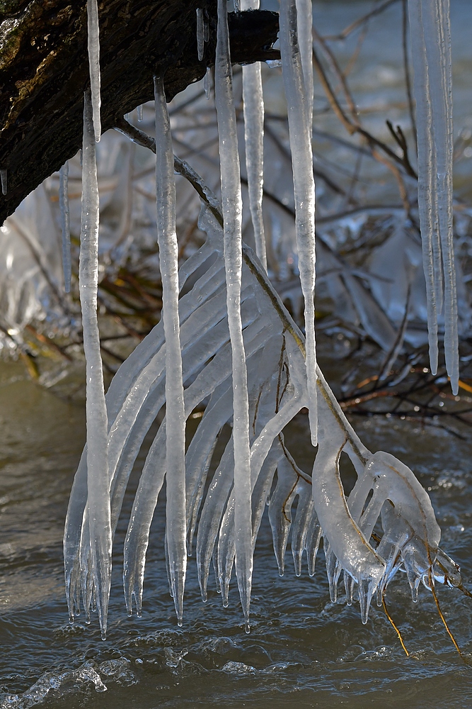 Eisiger Winter in den Rheinauen 05